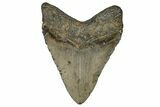 Fossil Megalodon Tooth - North Carolina #358905-2